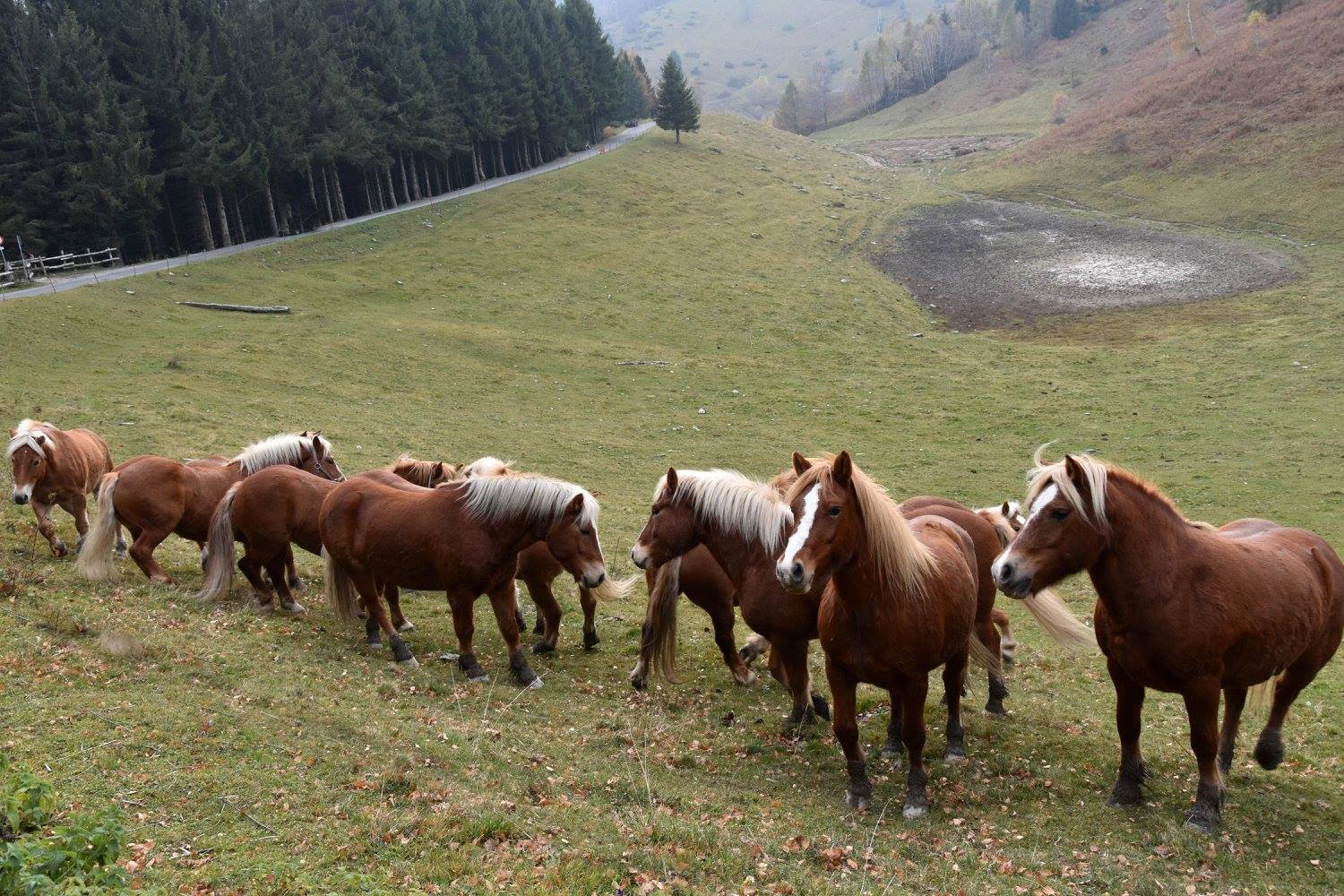 I cavalli del Bisbino trascorrono l’estate sulle pendici del Generoso