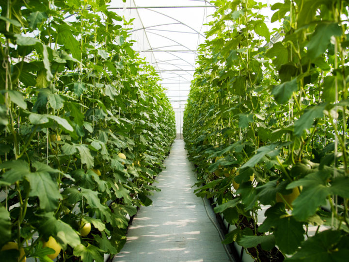 Huge vegetables line on the field