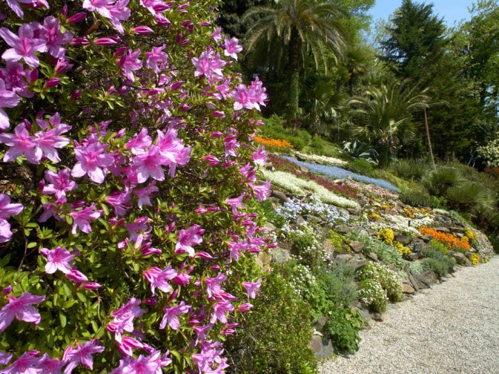 Camelie sul Lario torna a Villa Carlotta con delle novità