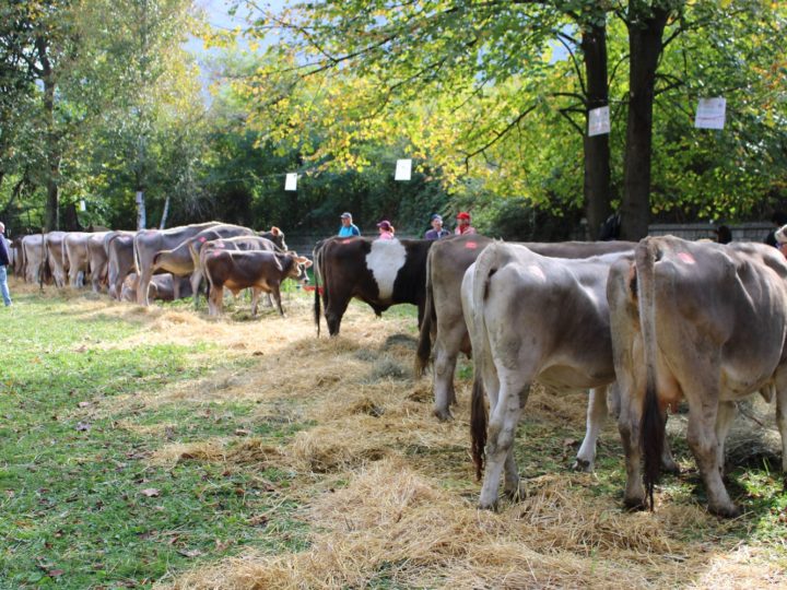 VI edizione della Mostra Zootecnica sul Ceresio